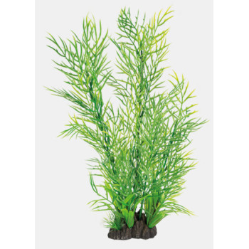 ART PLANT CERATOPTERIS